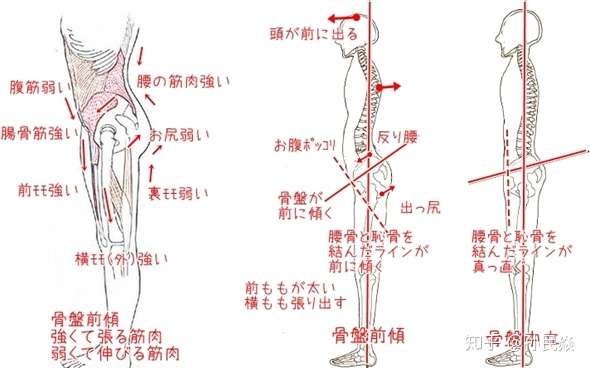 翘臀与身体结构的关系 知乎