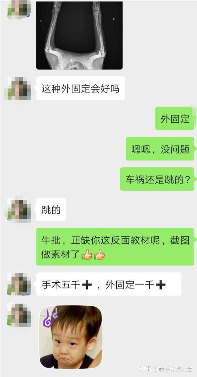 小泰迪跳个沙发骨折了 为什么现在的狗狗总是那么脆弱 知乎