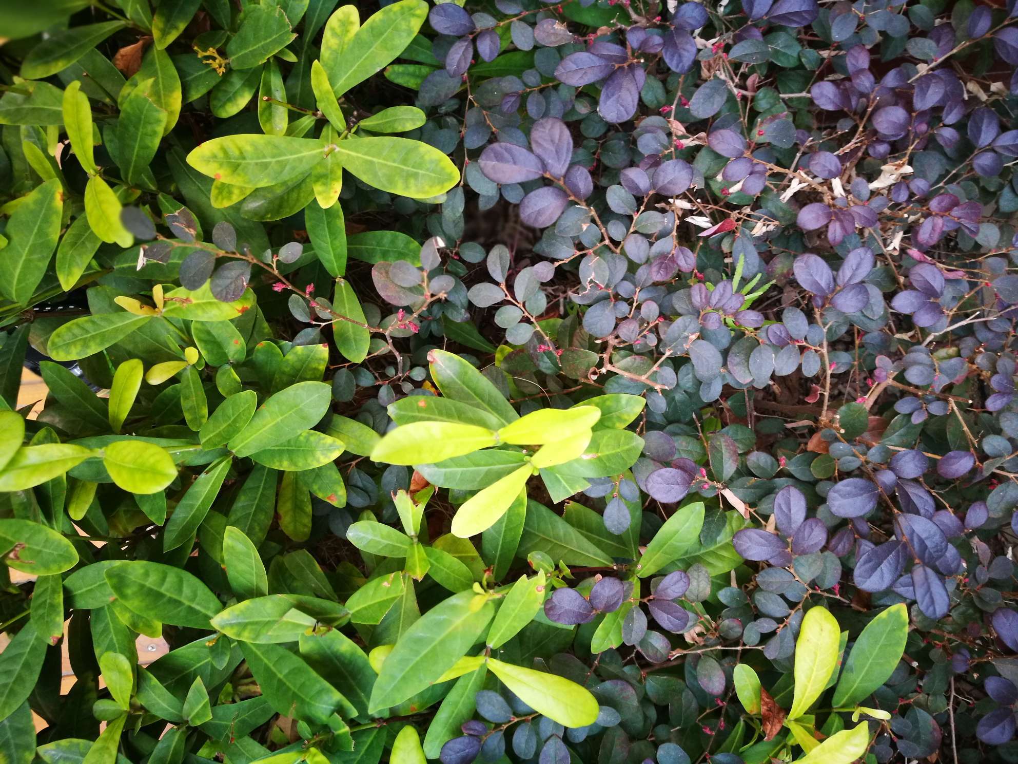 图一紫色是红花檵木