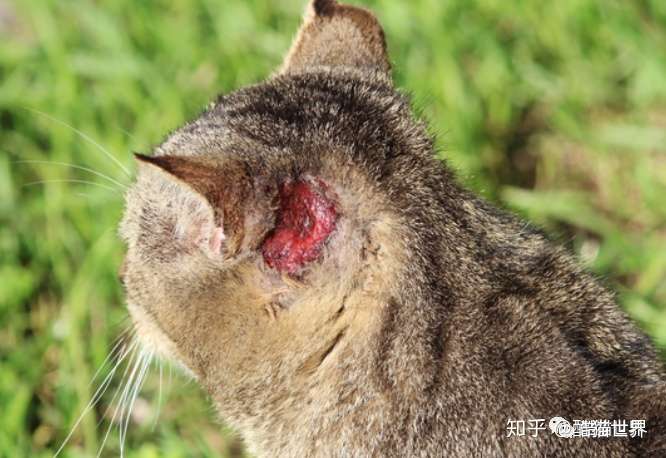 猫咪常见病症 系列十三之猫咪耳朵常见的8个问题 知乎