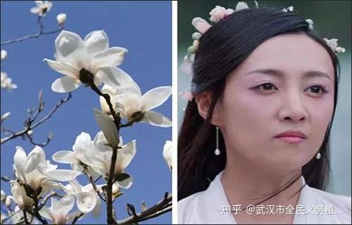 香蜜沉沉烬如霜之花界人物篇仙人你是哪朵花 知乎