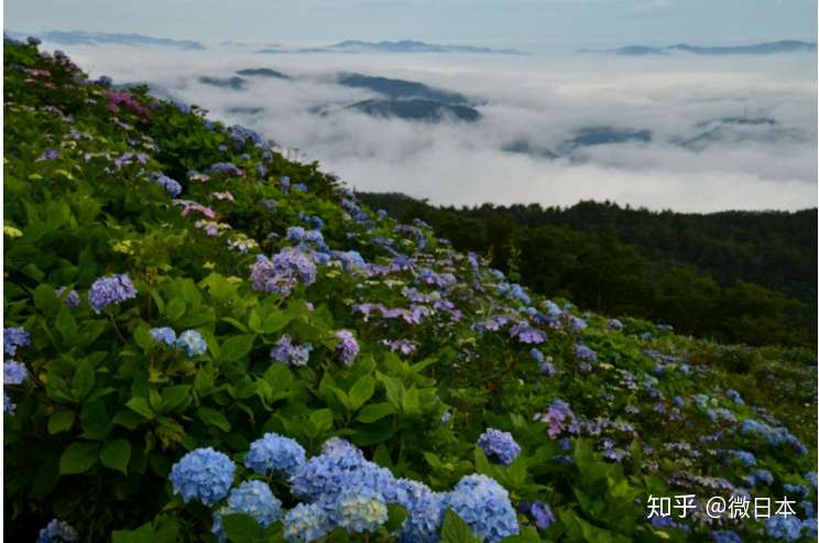 注意 紫色前线已蔓延日本列岛 知乎