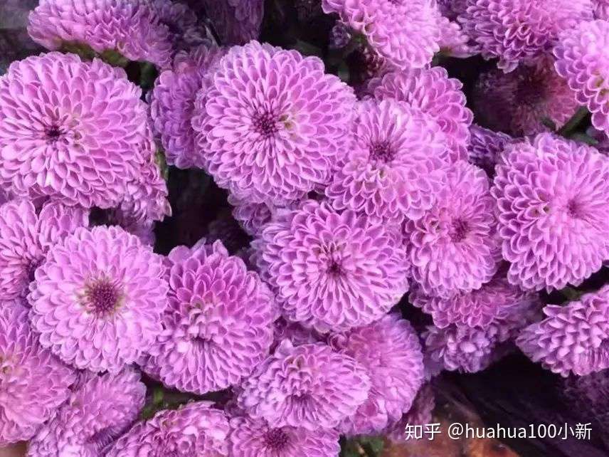 花束黄金配角之 菊花 知多少 知乎