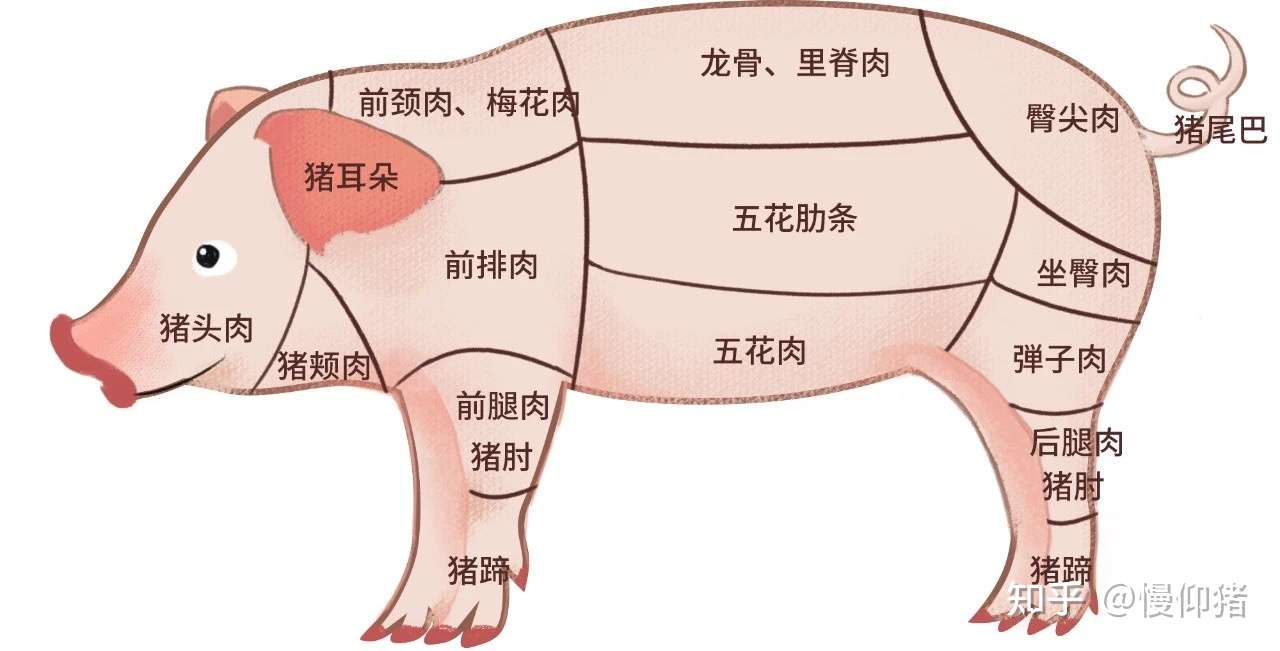 各部位的猪肉你知道该怎么吃吗 可别去菜市场瞎买了 知乎