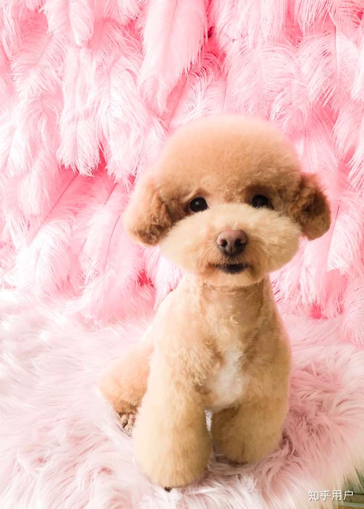 想养一只贵宾犬,如何挑选一只可爱又便宜的贵宾犬?