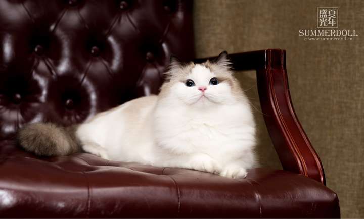 淘宝上买宠物猫犬有哪些不为人知的黑幕?