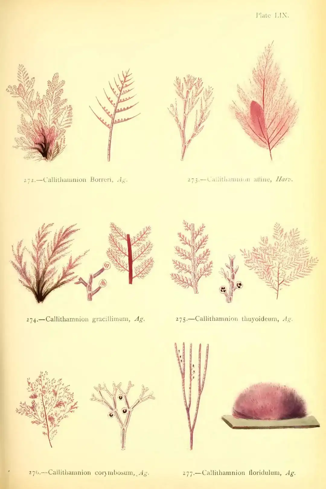 艾米莉 狄金森的植物标本手册 知乎
