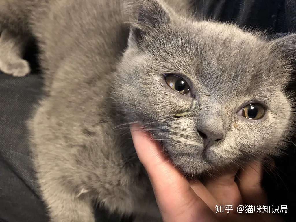 如何守护拥有万千星辰的眼睛 猫咪眼部护理指南 知乎