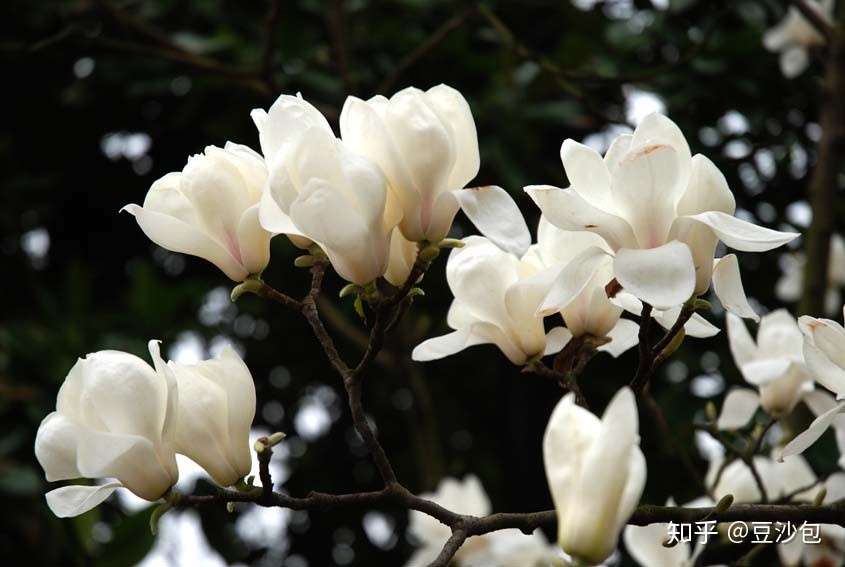 常见开白花植物 知乎