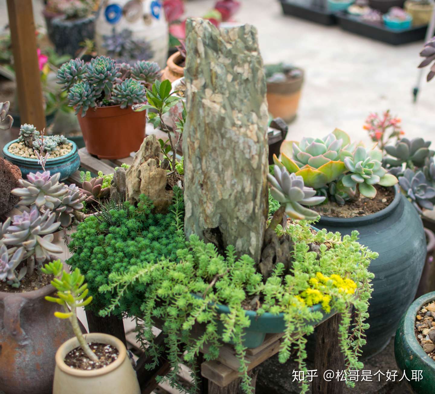 松哥植物长时间对比图片图集 知乎 松哥植物长时间对比图片图集 知乎