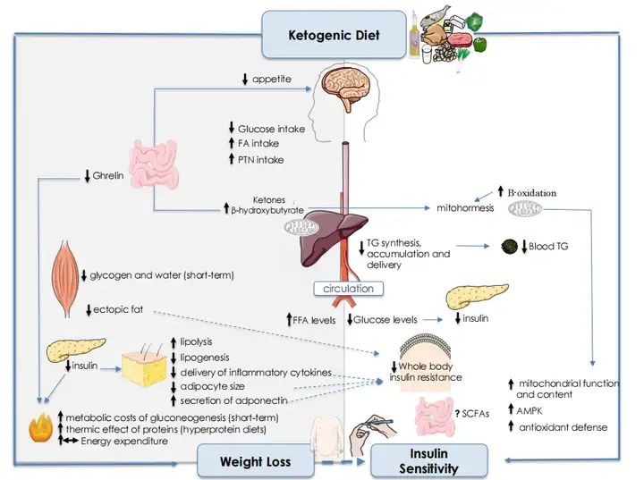 《Nature及子刊通过多组学揭秘生酮饮食抗癌和减肥机制》