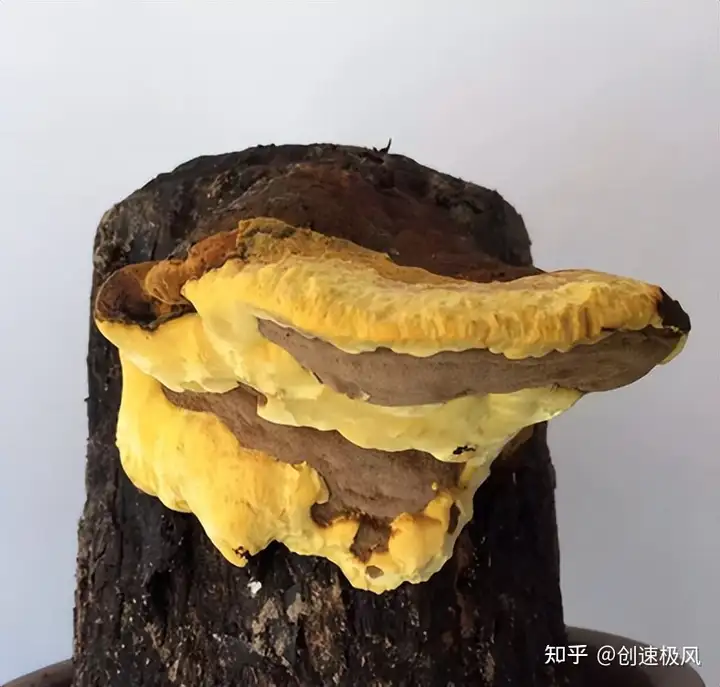 被称为“森林黄金”的桑黄，究竟是如何形成的？值不值千元一斤？（桑黄是什么树生长出来）