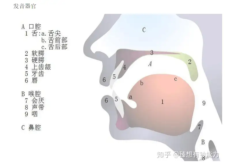 英语音素发音图解口形及发音方法 知乎