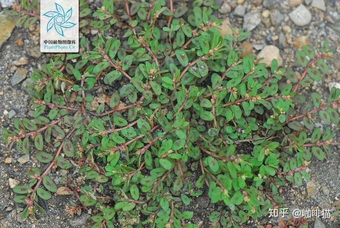 这是什么草有什么功效哪位大神解答下