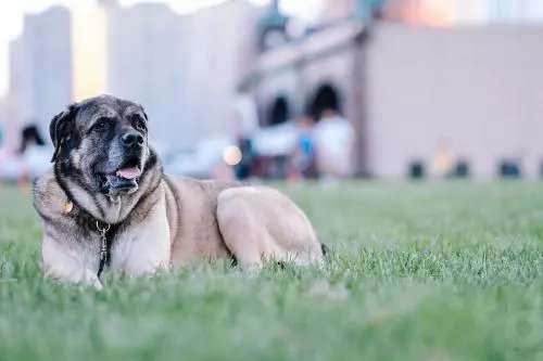 史记 狗年义犬传 知乎