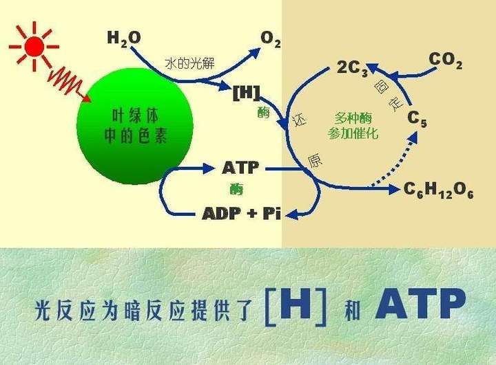 什么植物有阳光生长,没阳光就不生长?