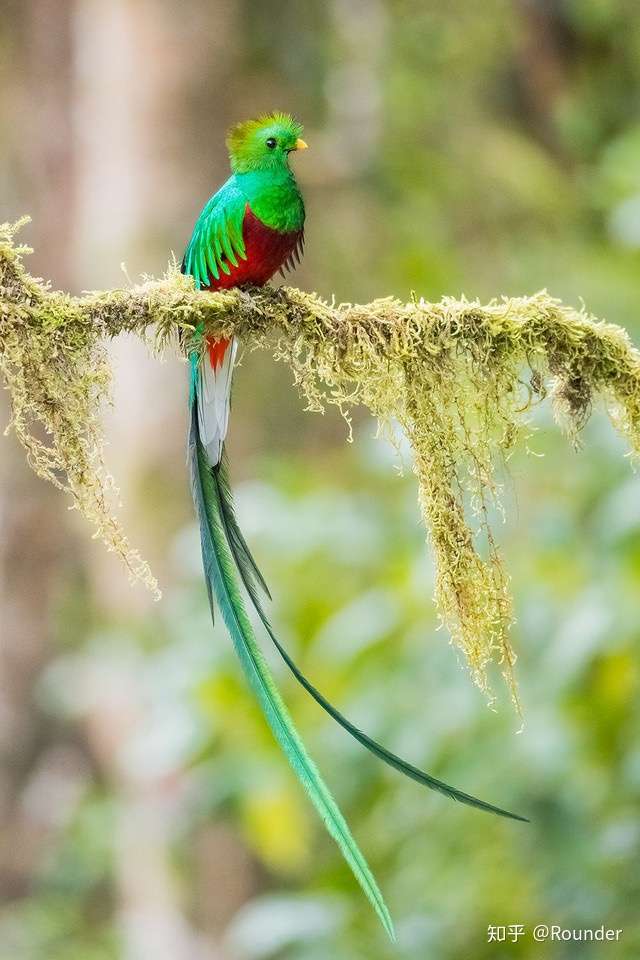 凤尾绿咬鹃!