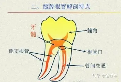 5 mm处,这一点称之为根尖狭窄区,恰好位于根管内牙本质与根管内牙