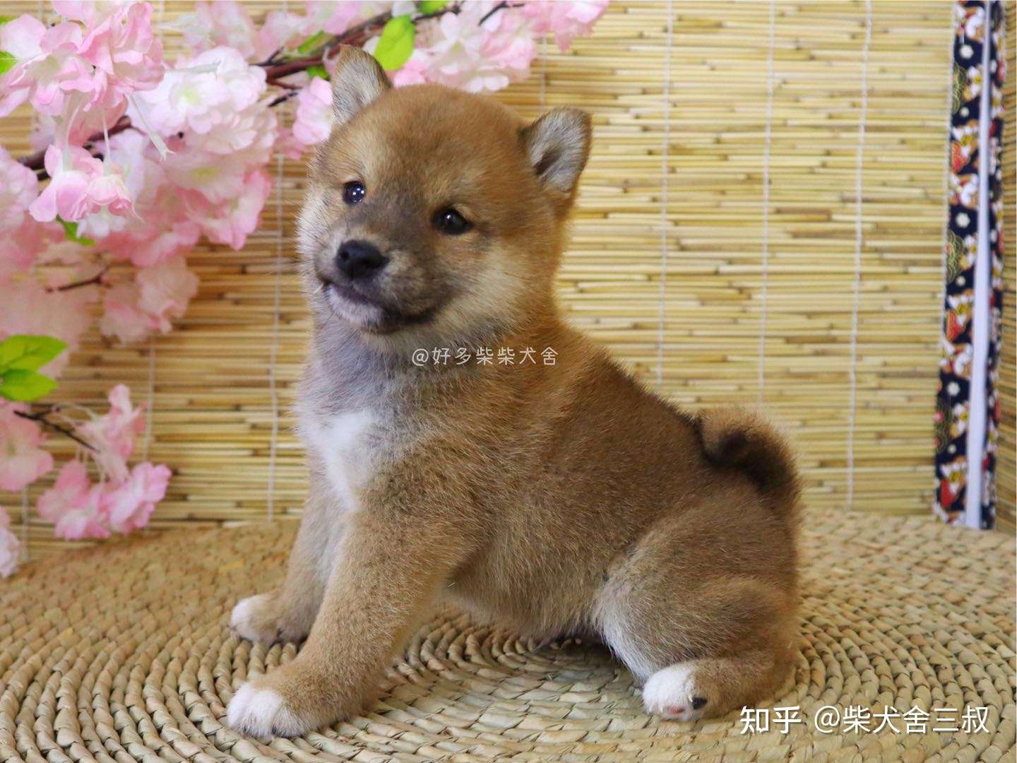 柴犬百科 柴犬都有豆豆眉吗 没有豆豆眉是纯种柴犬吗 知乎