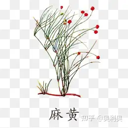 麻黄羌活白芷细辛藁,辛温辛夷苍耳子