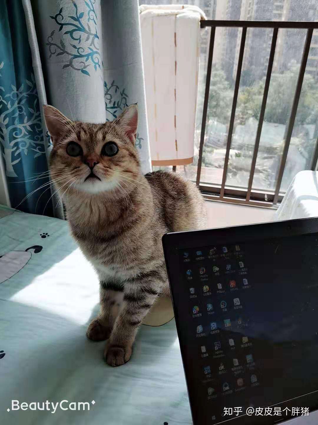 求大神帮忙解答我的猫是金渐层还是狸花猫 知乎