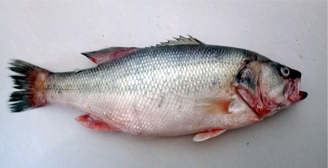 不是鱼露 是鲈鱼哦 浅说 集合啦 动物森友会 游戏中的 鲈鱼 作者 暮晖熠熠 知乎