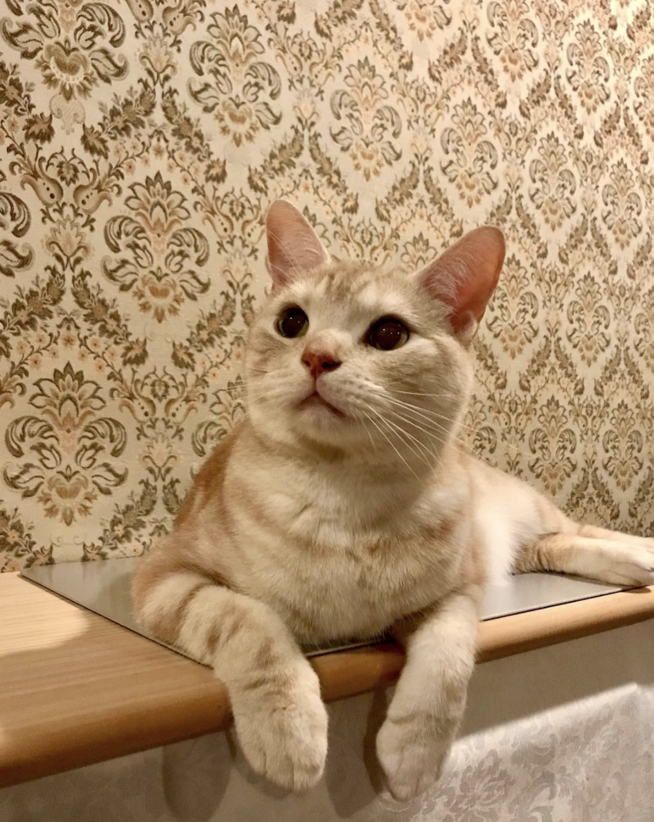 吸猫大会 美国短毛猫先生ちゃん 知乎