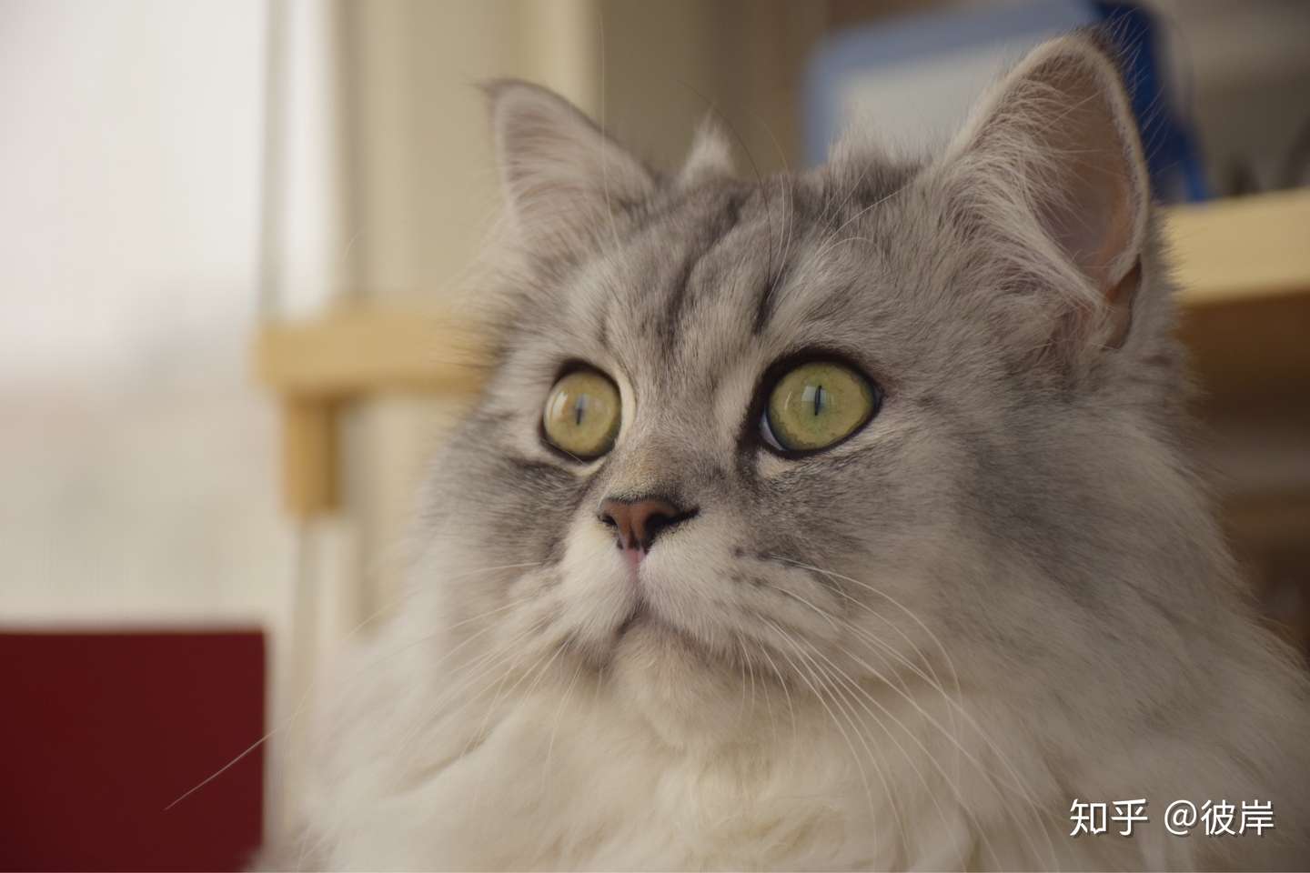 满满对抗猫腹水记录- 知乎