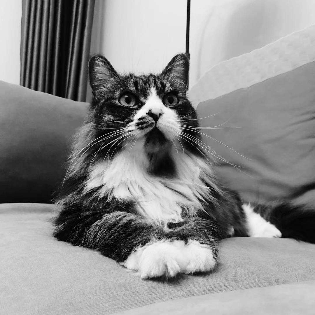 家有二宝田园缅因和英短,5年铲屎官养猫问题欢迎交流 互联网 河北经贸