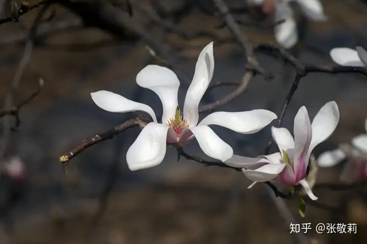 新鲜出炉（木兰科形态特征景观特征）木兰科有什么主要特征有哪些重要经济植物，生态客【分科识花图鉴】3 木兰科，戴宪生，