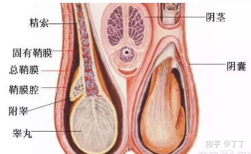 蛋蛋的忧伤 切除睾丸的几种病因 知乎