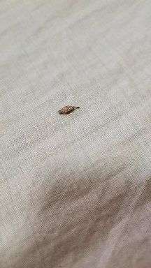 在床上发现这个虫子,有没知道是什么虫呀,对人体有害吗?