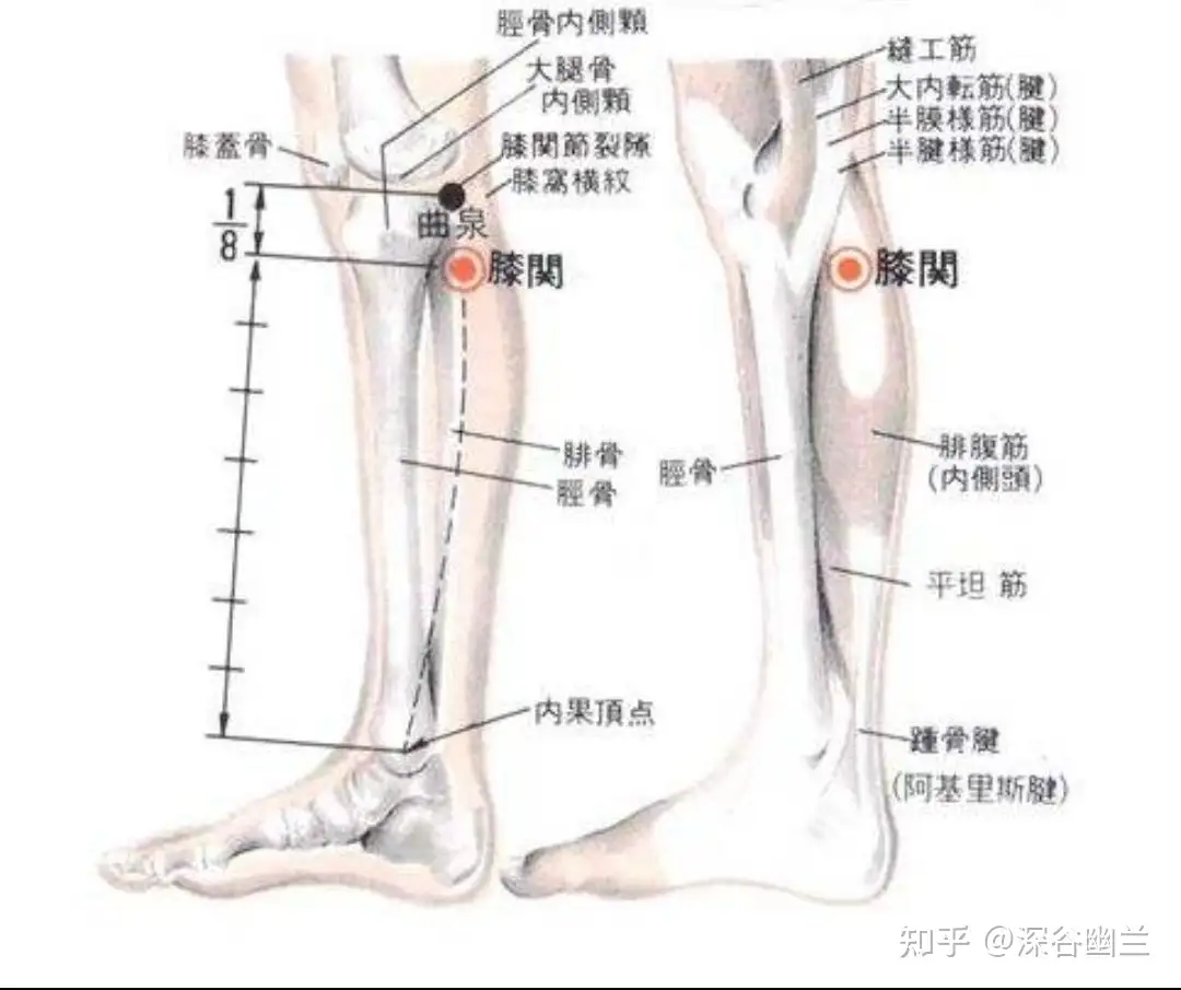 小腿 的 穴道