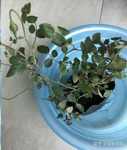 蓝妖 养花不会换盆缓苗 难怪你买的花都死了 知乎