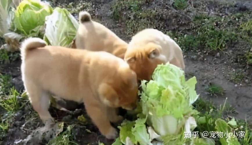 狗狗可以吃的常见食物 别让它再眼巴巴地看着了 知乎