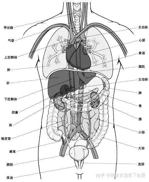 醫學上腹內的臟器有哪些