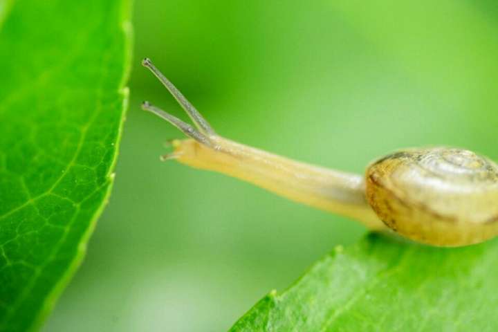 张角的战功为什么叫 狂奔的蜗牛,有什么含义?