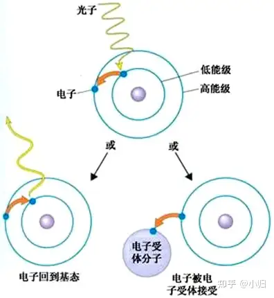 和传递光能(当某一色素分子吸收能量达到激发态,在其重新回到基态时