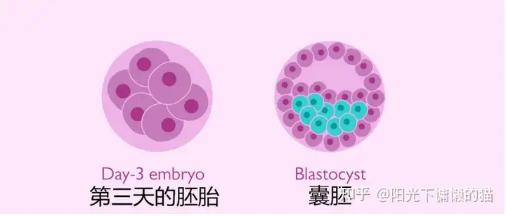 成都哪家医院供卵（吃什么药可以促进排卵和助孕？吃促排卵药几天看卵泡？）