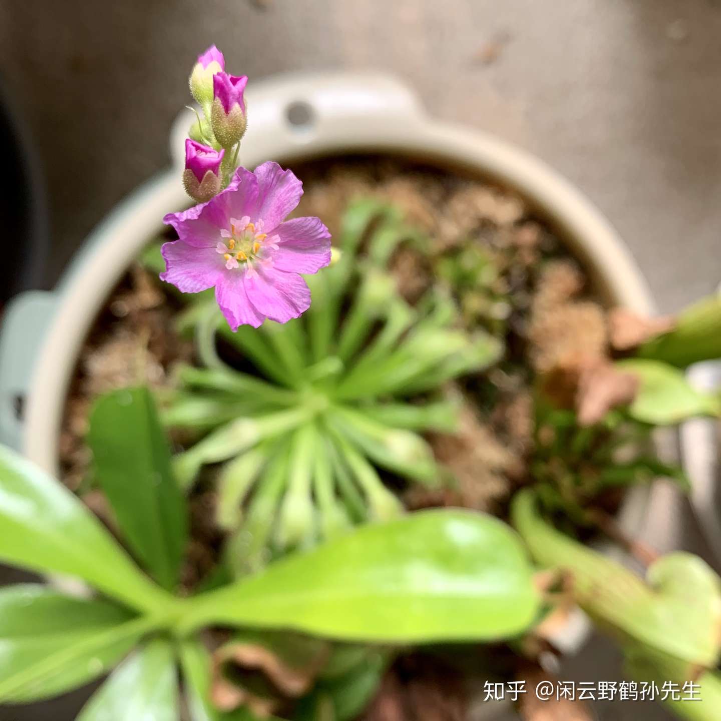 与众不同 好养好看的食虫植物 好望角茅膏菜 知乎