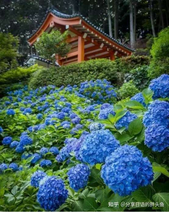 日本的紫阳花文化 知乎