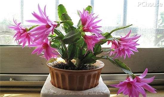 秋冬季选这几种花卉 让家里依然春意常驻 知乎