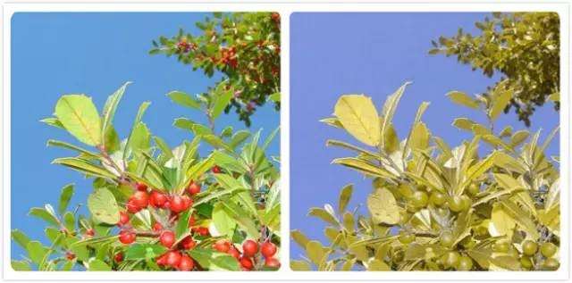 基因漫谈 突变 双刃剑 色盲患者 还是四色视者 知乎