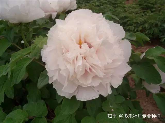 你了解观赏牡丹苗木行业发展趋势吗 知乎