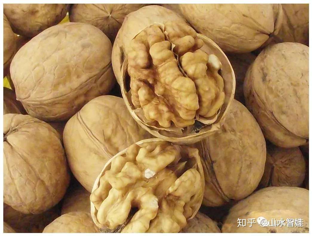 我国核桃产区都有那些 各有什么特征 知乎