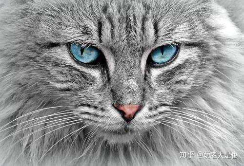 猫咪真的是色盲吗？ - 知乎