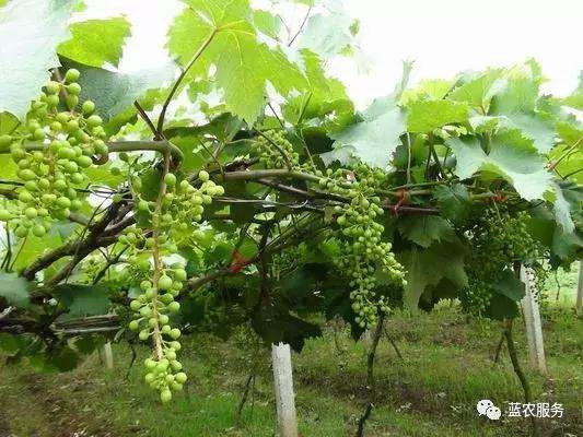 葡萄收益第一步 竟然是由疏花疏果决定的 知乎 葡萄收益第一步 竟然是由疏花疏果决定的 知乎