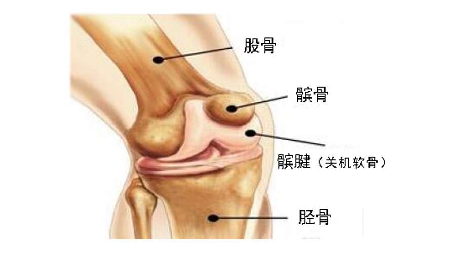 17 别让髌腱炎阻碍你前进的步伐 知乎