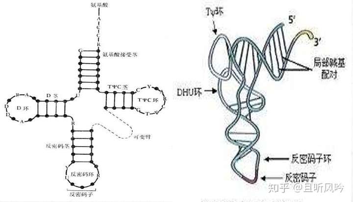 trna的二级结构都呈三叶草形,三级结构呈倒l形.