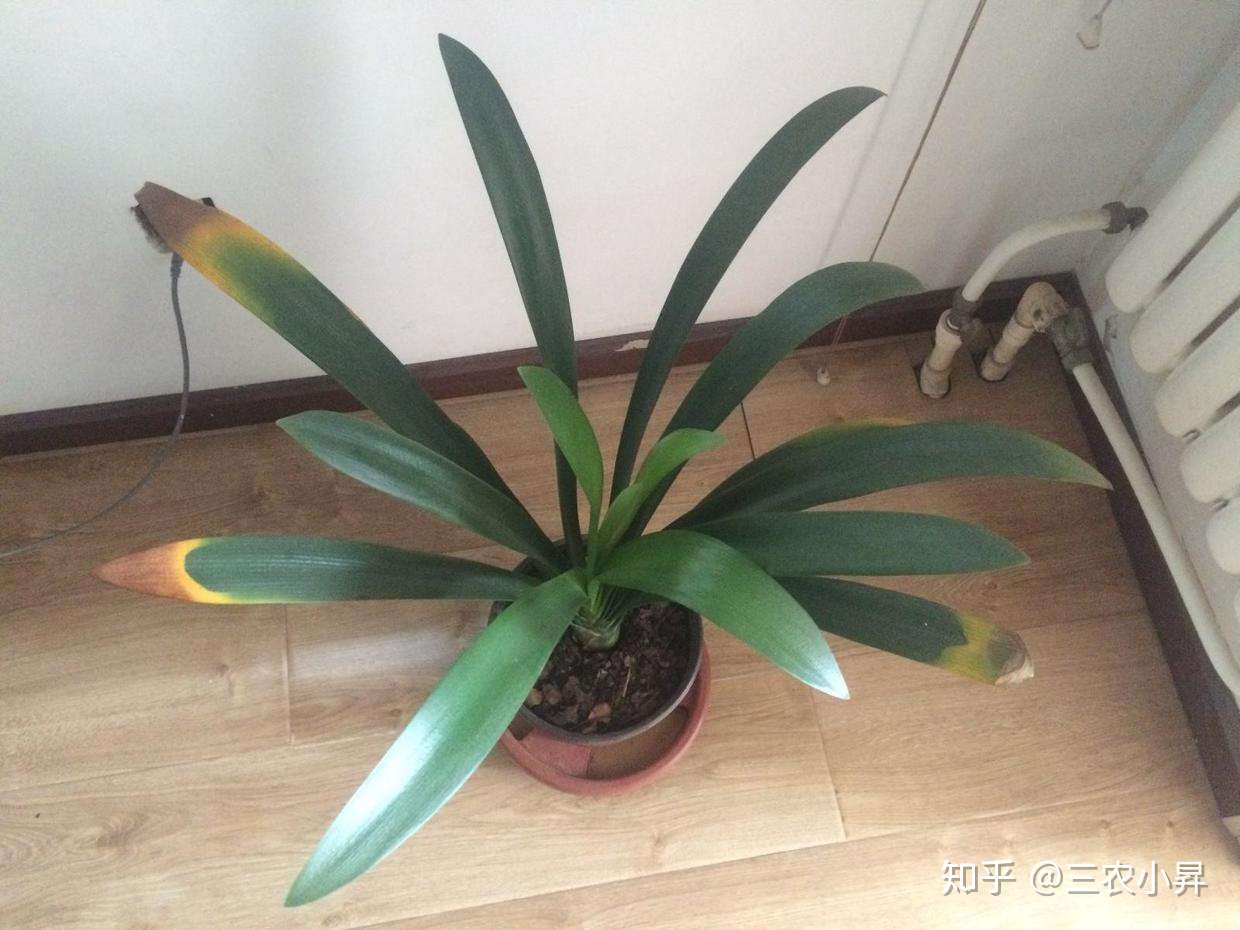 君子兰干枯叶黄啥原因 教你4种防治措施 叶色亮绿 花姿艳丽 知乎
